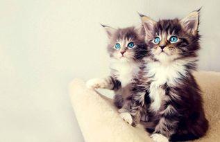 娱乐吃瓜酱营业的猫,揭秘吃瓜酱营业的猫界风云 第3张 娱乐吃瓜酱营业的猫,揭秘吃瓜酱营业的猫界风云 第3张