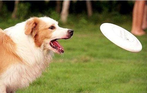 狗培训视频在线观看,精选在线视频教程一览 第2张 狗培训视频在线观看,精选在线视频教程一览 第2张