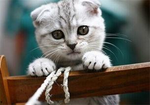 猫咪吃瓜1-40集免费,40集轻松搞笑，揭秘喵星人的欢乐日常